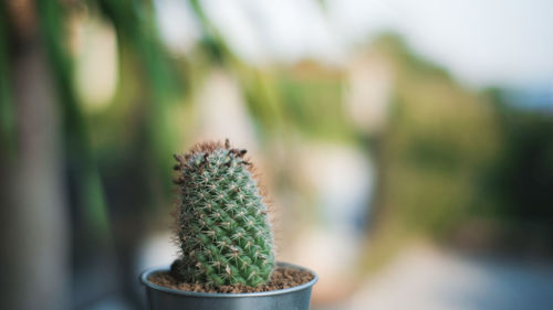 Close-up of succulent plant cactus