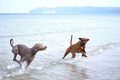 Dogs running on beach