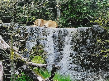 View of a dog looking away