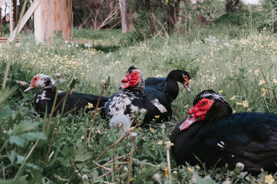 Male and female musk or indo ducks on farm in nature on grass. breeding of poultry