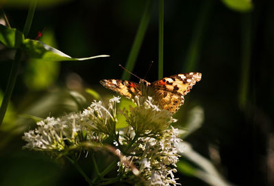 Close-up of butterfly pollinating flower