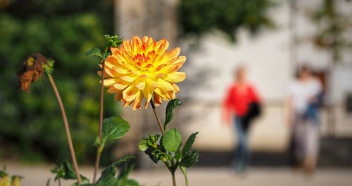 Close-up of orange flowering plant