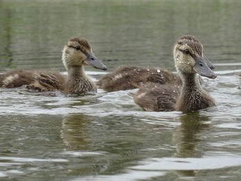 Duck swimming in lake