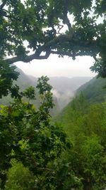 Scenic view of forest against sky