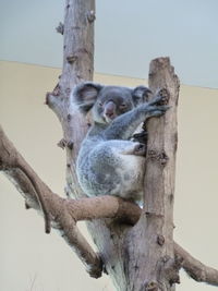 Low angle view of an animal on tree trunk