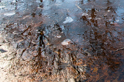 Trees in water