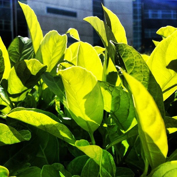 leaf, freshness, flower, growth, plant, yellow, fragility, green color, focus on foreground, close-up, petal, beauty in nature, nature, flower head, day, blooming, outdoors, no people, front or back yard, selective focus