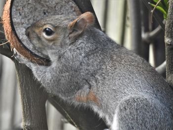 Close-up of squirrel