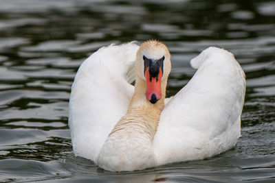 Swan portrait