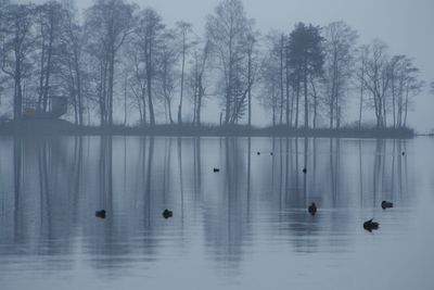 View of ducks swimming in lake