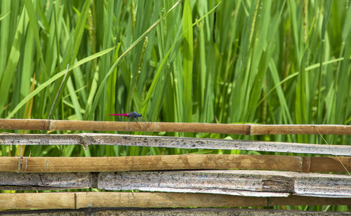 View of an animal on field