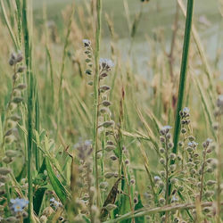 Close-up of grass on field