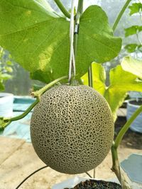 Close-up of fruit on plant