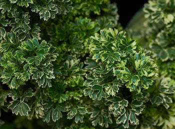 Close-up of green leaves