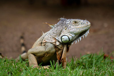 Close-up of iguana on grass