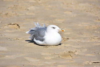 High angle view of seagull on beach