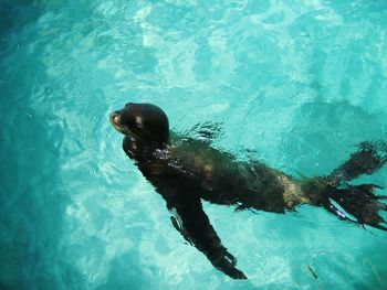 High angle view of sea lion swimming in turquoise sea