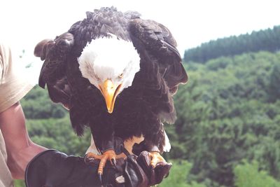 Close-up of hand holding bird