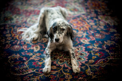 Portrait of dog relaxing at home