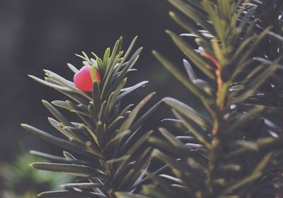 Close-up of plant