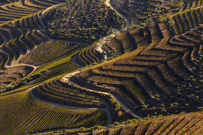 agriculture