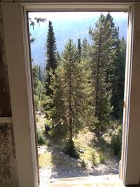 Trees in forest seen through glass window