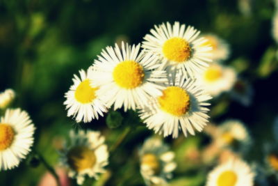 Close-up of yellow flowers blooming outdoors