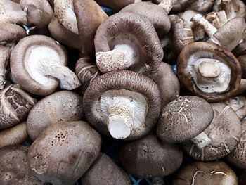 Full frame shot of mushrooms