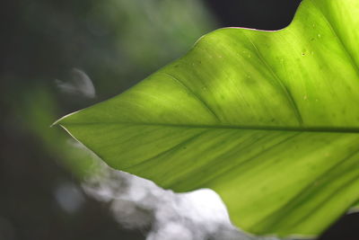 Close-up of green leaves