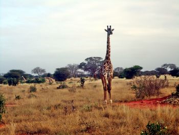 View of horse on field against sky