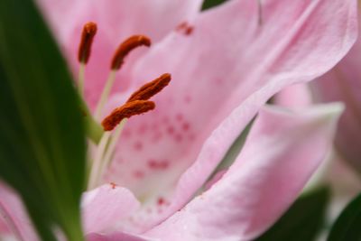 Close-up of pink flower