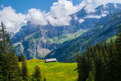 Scenic view of pine trees and mountains against sky