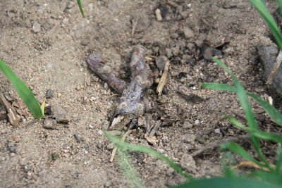 High angle view of lizard on land