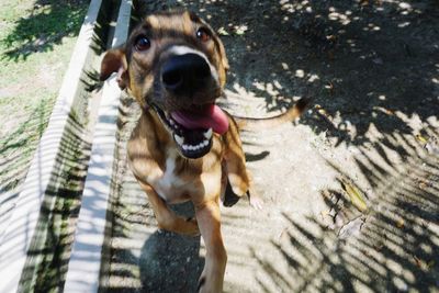 Portrait of dog sticking out tongue on land