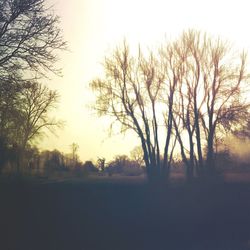 Bare trees on landscape at sunset