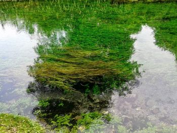 High angle view of plants in water