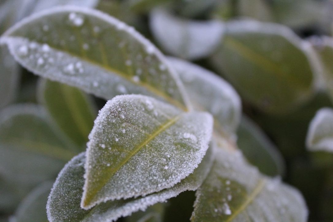 CLOSE-UP OF WET PLANT