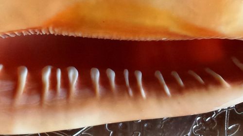 Close-up of cropped hand