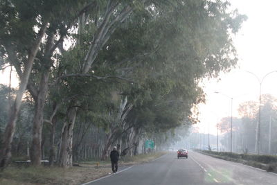 Road amidst trees in city
