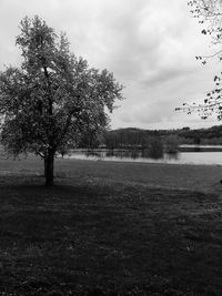 Trees on field against sky