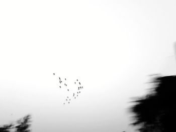 Low angle view of birds flying in the sky