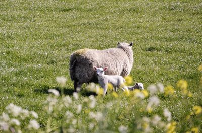 Sheep in a field, springtime