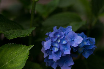 Close-up of water drops on purple hydrangea