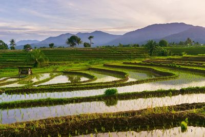 Beautiful morning view indonesia panorama landscape with beauty color and sky natural light