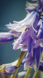 Close-up of fresh flowers blooming in water