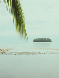 Palm trees by sea against sky