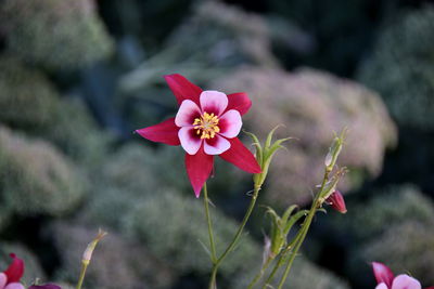 Close-up of pink flowering plant