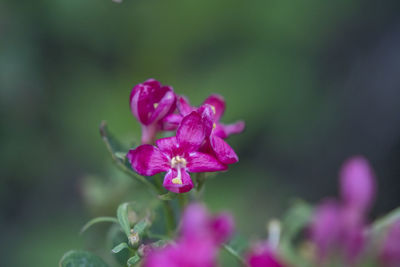 Close-up of pink rose flower