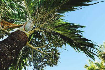 Low angle view of coconut palm tree against sky