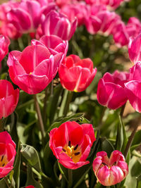 Close-up of red tulips